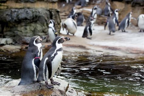 Woodland Park Zoo In Winter Guide For Seattle Families Seattles Child