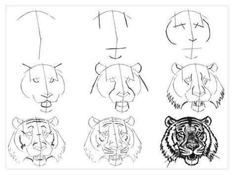 How To Draw A Tiger Step By Step Aesthetic Drawing