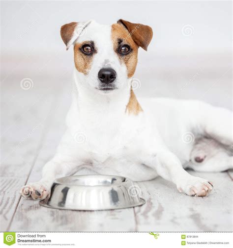 Dog Eats Food From Bowl Stock Photo Image Of People 87813844