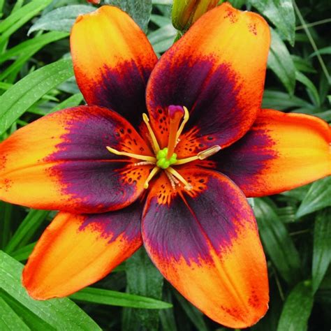 Buy Pollen Free Asiatic Lily Bulb Lilium Easy Samba Delivery By