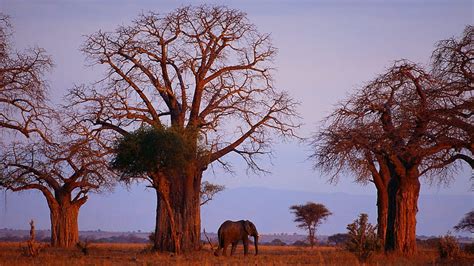 Baobab Tree Hd Wallpapers And Backgrounds My Xxx Hot Girl