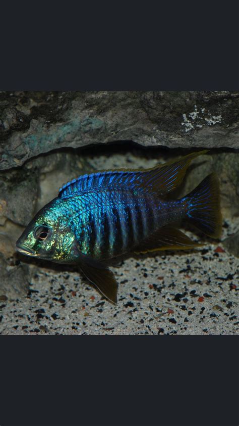 Placidochromis Jalo Reef Cichlids African Cichlids Fish Pet