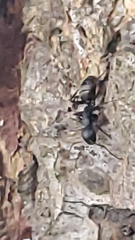 Extermination Exterminators Pest Control For Carpenter Ants How To Get