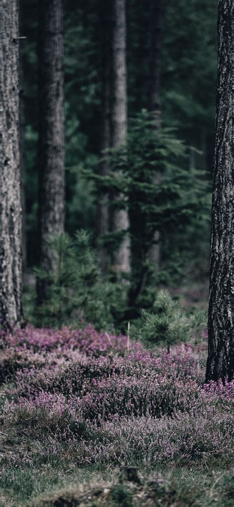 Forest Phone Wallpaper 007