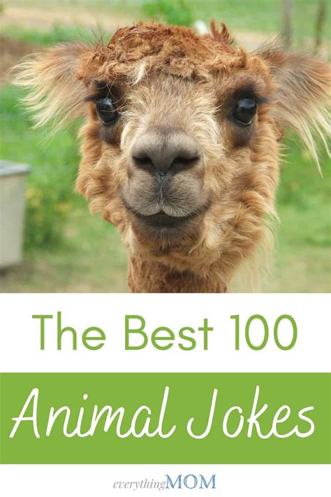 100 Animal Jokes That Will Have You Laughing Everythingmom