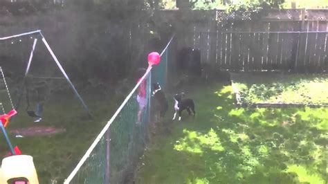 Boston Terriers Can Jump Youtube