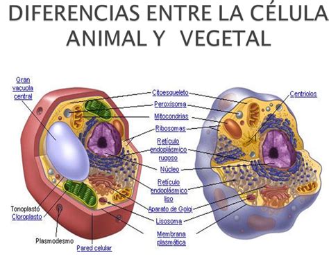 Diferencias De La Celula Animal Y Vegetal Chefli