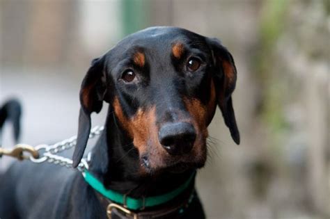 See what doberman paw rescue (dobermanpaw) has discovered on pinterest, the world's biggest collection of ideas. Pictured: Doberman shocks new owner by giving birth to ...