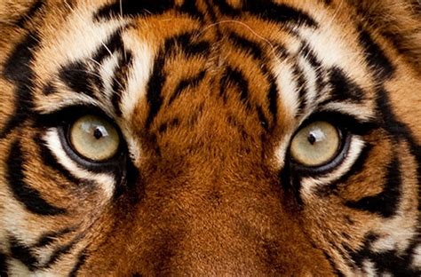 Focus The Eye Of The Tiger The Positive Psychology People
