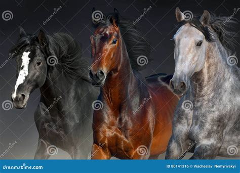 Horses Portrait In Motion Stock Photo Image Of Isolated 80141316
