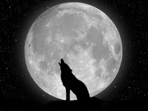 Wolf Moon Wallpapers Wallpaper Cave