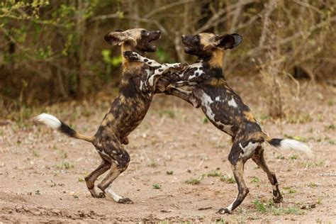 Wild Dogs Playing African Wild Dog Wildlife Photography Tips Wild Dogs
