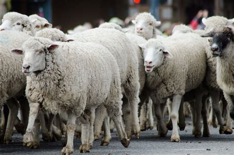 Sun valley magazine features articles focused on the arts, community, recreation, restaurants and dining, shopping, real estate, and home in the sun valley, idaho, area. Trailing of the Sheep Festival in downtown Ketchum | Sun ...
