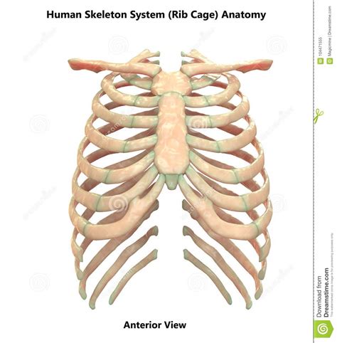 Rib Bone Anatomy