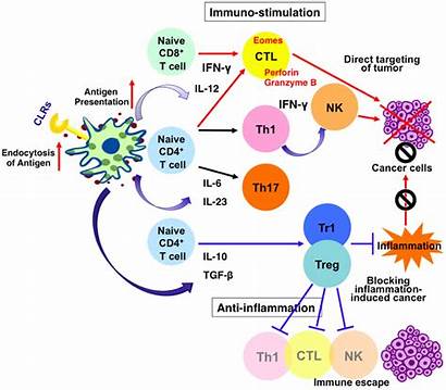 Cancer Immunity Lectin Type Receptors Immune Response