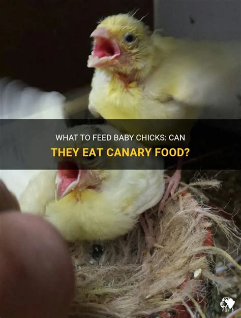 What To Feed Baby Chicks Can They Eat Canary Food PetShun