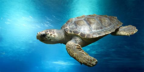 Jumeirah Groups Dubai Turtle Rehabilitation Project Announces