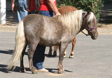 Miniature Horse Pictures And Information
