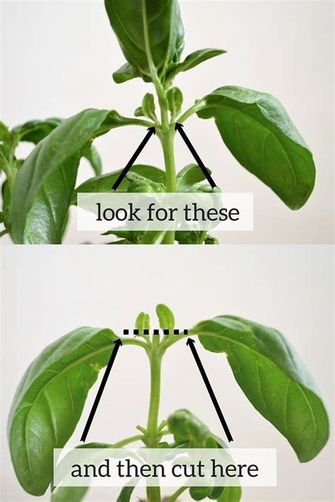 This garden hoe is an all in one package. How to Prune Basil | Pruning basil, Herbs, Plants