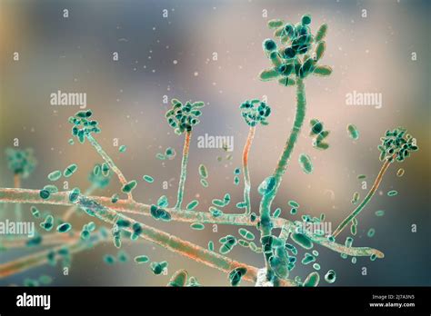 Acremonium Mould Fungus Illustration Stock Photo Alamy