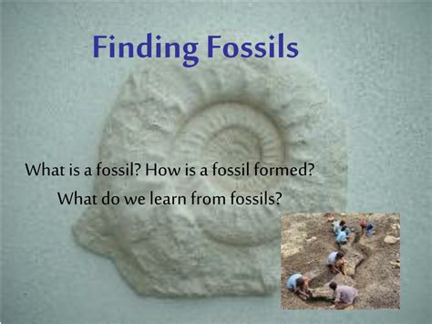 Ppt Finding Fossils Powerpoint Presentation Free Download Id 8675474