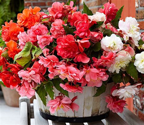 Tapi agak repot juga kalau rumah tak terlalu luas jika harus memajang tanaman hias di lantai rumah. Malas Merawat Tanaman? 12 Tanaman Hias Gantung Ini Gampang ...