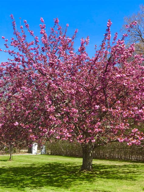Gemma Lodewyckx Kwanzan Flowering Cherry Size 175 In Pink Kwanzan