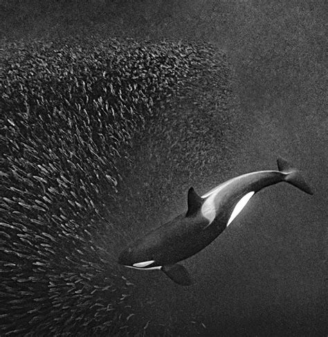 Lofoten Islands Norway Orca Sea Animals Orca Whales