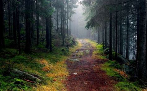 Forest Path Nature Desktop Wallpaper