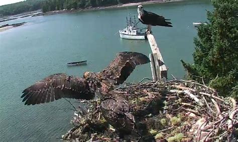 Osprey Chicks Get Their Wings In Live Video Feed From Audubons Hog
