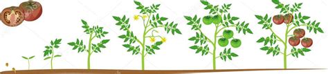 Ciclo De Vida De La Planta De Tomate Etapas De Crecimiento De La