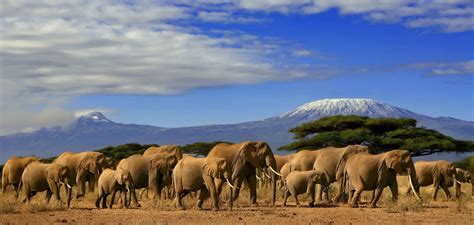 Tanzania Elephant Population Recovers Afrik 21