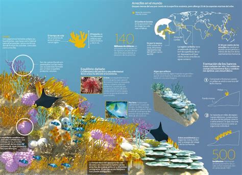 Cómo Se Forman Los Arrecifes De Coral Qué Son Y Tipos Ovacen