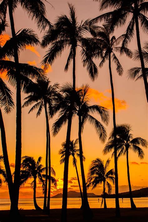 Oliviacintron Lsleofskye Palm Tree Sunset Hawaii Kai On Oahu~ I