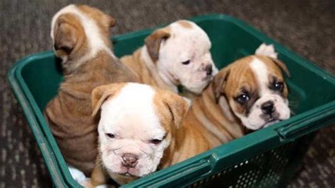 If i was in australia eating a lamington, what would i be eating? Australian Bulldog - Price, Temperament, Life span