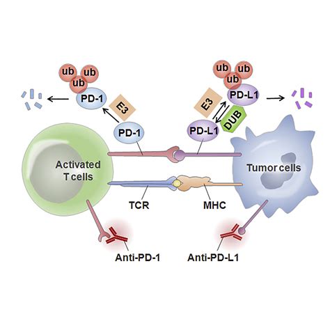 Emerging Role Of Ubiquitination In The Regulation Of PD 1 PD L1 In