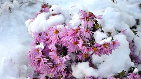 Flowers In Snow Wallpaper Walltwatchesco