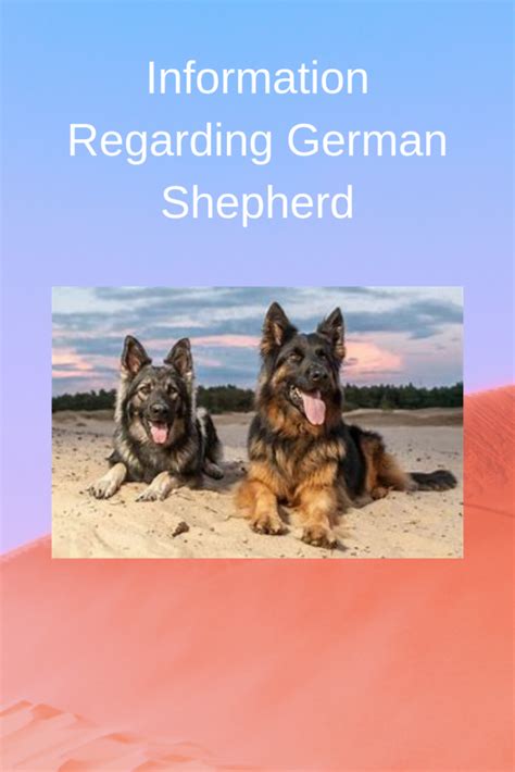 Information Regarding German Shepherd Puppy Pets Care