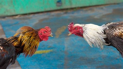 Nearly 150 Roosters Euthanized After Cockfighting Ring Raided In California Wpxi