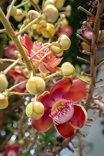 Shorea Robusta Flowers Also Known As Flowers Of Sala Tree Sakhua