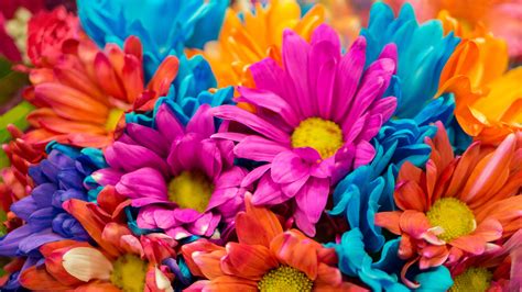 Wallpapers Hd Colorful Flowers