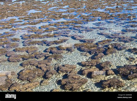 Stromatolites Shark Bay Australia Stock Photo Alamy