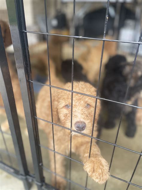 Camlist - The safest way to find your dream pet