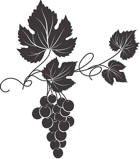 Vector Grape Vines Clip Art Vector Images And Illustrations Istock