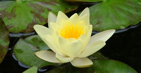 The beautiful language of flowers has been used throughout history as part of different rich cultures and traditions. Yellow Lotus Flower Meaning - Yellow Lotus Flower Symbolism