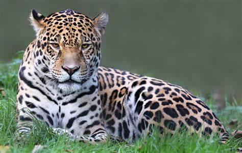 Jaguar Stock Photo Download Image Now Istock