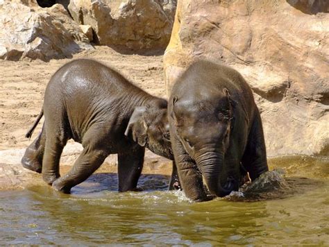 Baby Elephants Playing In The Water Flickr Photo Sharing