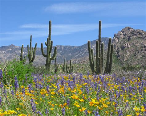 The spring flowering season in the arizona upland subdivision spans from mid february to mid june with a peak from mid march to late april depending on rainfall and temperatures during the growing season. Spring flowers in the desert Photograph by Elvira Butler