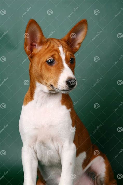 Little Basenji Puppy Stock Image Image Of Alert Purebred 27839005