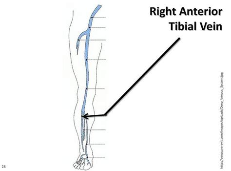 Veins Diagram Healthiack